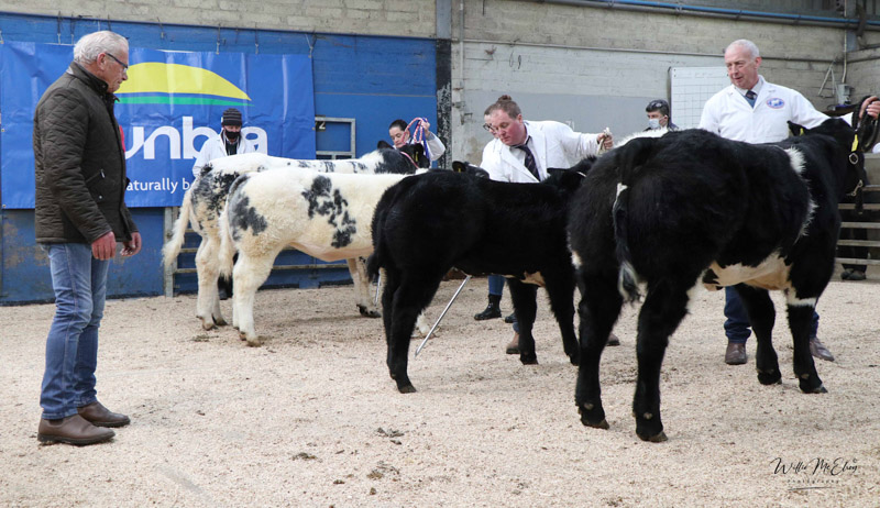 British Blue classes